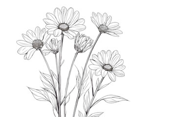Elegant Line Art: Daisies in Bloom