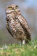Burrowing owl with striking yellow eyes