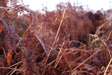 Light catching morning dew on a spiders web between brown braken leaves, Peak District, UK