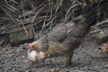 A brown hen strolls across a sunlit green field, pecking gently at the grass, feathers glowing in warm daylight.