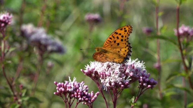 An Indian fritillary (Argynnis hyperbius) sucking nectar from a flower (fragrant eupatorium)