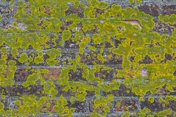 Moss and Lichen on Weathered Brick Wall