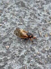cicada on the ground