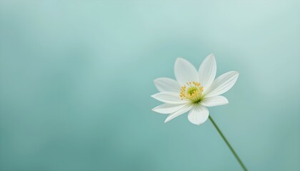 Single white flower on a teal background