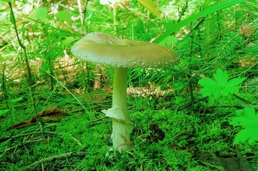 Toxic mushroom Amanita pantherina growing in Korean woodland. Known as Panther Cap, it has a brown cap with white warts and is a highly poisonous species.