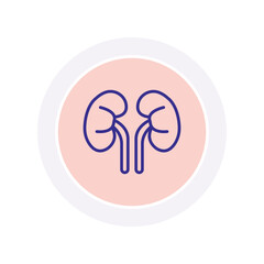 Human Kidneys vector, pixel perfect, illustrator file 
