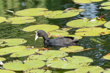 The wet feathers of the moorhen glisten in the sun as it swims among lily pads. A drop hangs from...