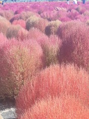 Field of Bassia scoparia, also called Korean Summer Cypress or Burning Bush, showing vibrant red and pink hues in autumn. Popular ornamental plant in Korea.