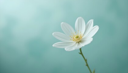 Single white flower on teal background