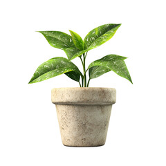 Young plant in beige pot on black background fresh green leaves growth nature