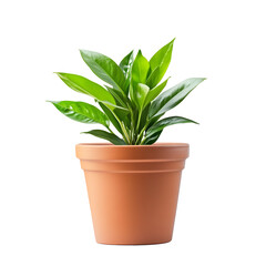 Lush green plant in terracotta pot simple home decor