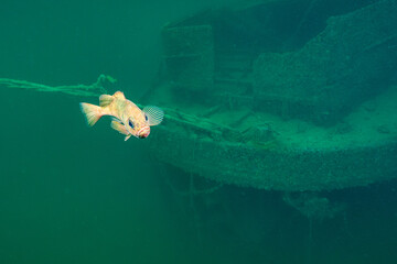 Curious redfish in front of a wreck in northern Norway
