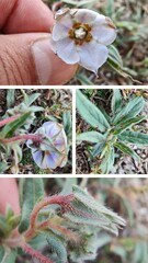 Trichodesma, camel bush or cattle bush plant and flowers 