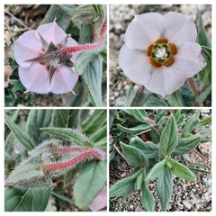 Trichodesma, camel bush or cattle bush plant and flowers 