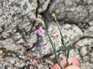 Polygala negevensis, milkworts or snakeroots wild plant