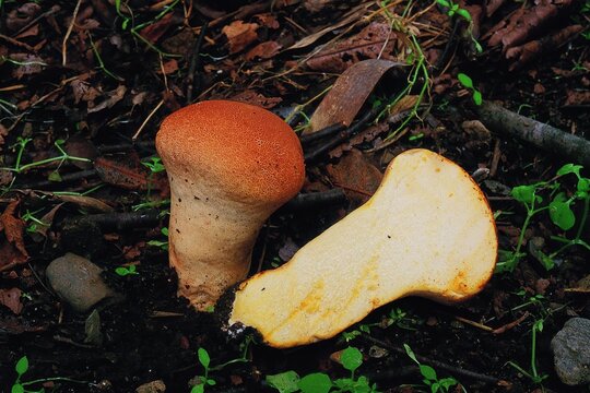 Image of Calvatia gigantea, also known as Giant Puffball, found on soil surface in Korea. Characterized by its large spherical fruiting body.