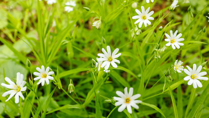 Stellaria Media Flowers Blooming in Spring Meadow