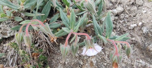 Trichodesma, camel bush or cattle bush plant and flowers 