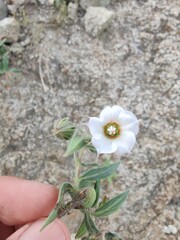 Trichodesma, camel bush or cattle bush plant and flowers 