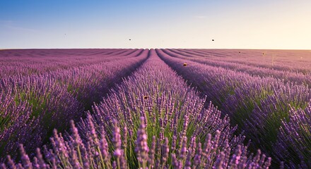 Naklejka premium Serene Lavender Field at Sunrise, Rows of Purple Blossoms