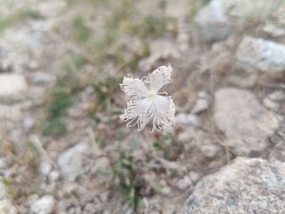 Dianthus superbus or the fringed pink
