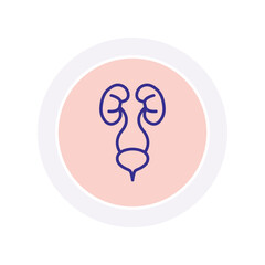 Urinary System vector, pixel perfect, illustrator file 
