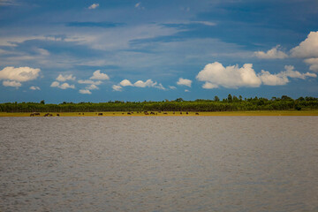 A peaceful rural scene in the dam featuring a yellow meadow and green mountain with blue sky, Chachoengsao, Thailand.