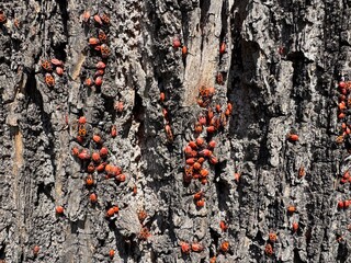soldiers on tree bark