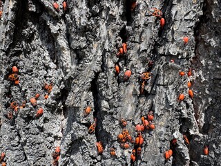 red ants on a tree