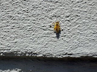 insect on the wall of a building