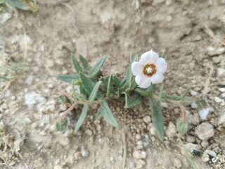 Trichodesma, camel bush or cattle bush plant and flowers 