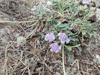 Boerhavia diffusa, spreading hogweed or Punarnava wild mountainy plant