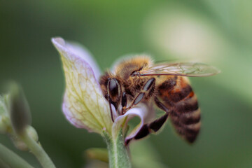 Bee collecting nectar from a flower, close-up, dark background, art print