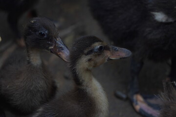 duck, a resilient waterfowl breed, thrives in wetlands, valued for egg production, meat quality, and natural pest control abilities	