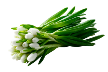Fresh white tulips with green stems arranged neatly