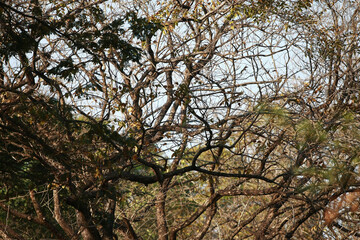 Nature's Branching Beauty: A close-up photograph of a tree's intricate network of branches and foliage creates a captivating study in natural beauty.