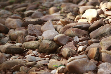 Nature's Mosaic: A close-up view of an array of natural stones, weathered and worn. The natural elements are artfully arranged, showcasing textures and tones of earth. 