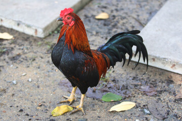 Rooster's Morning Stance: A striking rooster stands proudly on a natural ground, with vibrant plumage and sharp details. A stunning capture that is rich in detail and brings the rural life.