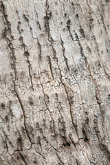 Texture of Time: Detailed capture of tree bark. Revealing the weathered texture and natural patterns etched into the surface, a testament to the passage of time and the resilience of nature.