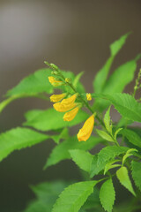 Golden Blooms: A macro shot capturing the delicate beauty of vibrant yellow flowers, their petals unfurling amidst lush, emerald green leaves, embodying nature's intricate artistry.