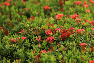 Radiant Blossoms: A captivating display of vibrant red blossoms and lush green foliage creates a tapestry of natural beauty and color.