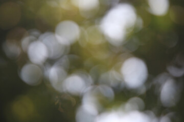 Bokeh Bliss: Evoking a dreamy, out-of-focus ambiance, the photograph captures the soft, ethereal...