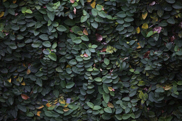 Green Foliage Wall: A close-up, eye-level view reveals a mesmerizing tapestry of lush green leaves, creating a textured wall of nature's artistry. 