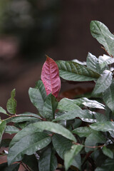 Emerging Leaf: A captivating close-up of a fresh red leaf emerging amidst the lush green foliage, the leaves, representing growth, renewal, and the subtle beauty of nature's artistry.