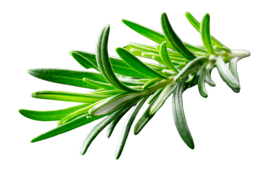 Fresh green rosemary sprig with lush leaves for culinary use