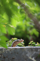 Monitor Lizard in Garden: A monitor lizard peeks from behind foliage, showcasing its intricate scales and watchful gaze. The vibrant green backdrop enhances the reptile's natural camouflage. 