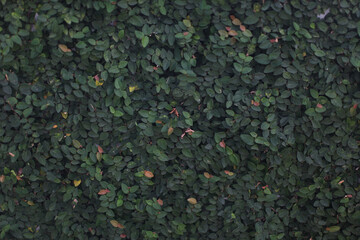 Emerald Embrace: A dense tapestry of vibrant green leaves, creating a lush and inviting wall of natural beauty.