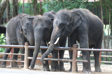 Elephant Herd behind Fence: A captivating image of a small herd of majestic elephants standing peacefully behind a wooden fence, showcasing their powerful presence and gentle nature.