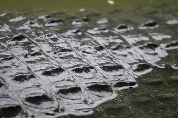 Close-Up on a Crocodile's armored Hide: A captivating close-up showcases the intricate and textured armored hide of a crocodile, revealing the reptile's impressive natural defense system.