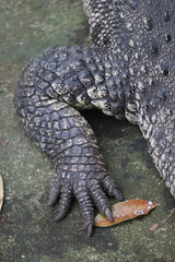 Reptilian Detail: A captivating close-up reveals the intricate texture and form of the scaly leg and clawed foot of an amphibian, offering a glimpse into the primal world of herpetology.